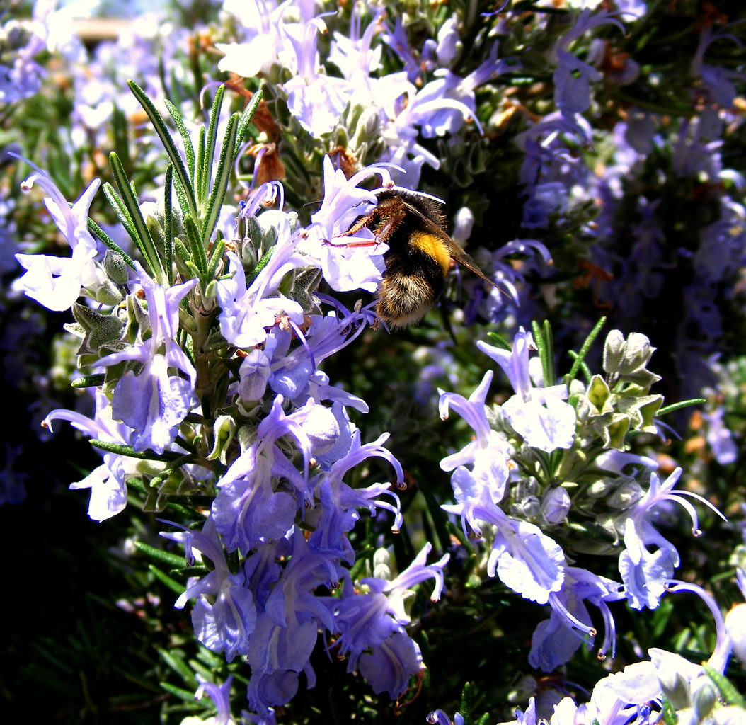 معرفی و راهنمای پرورش گیاهان زینتی - رزماری، رومارن